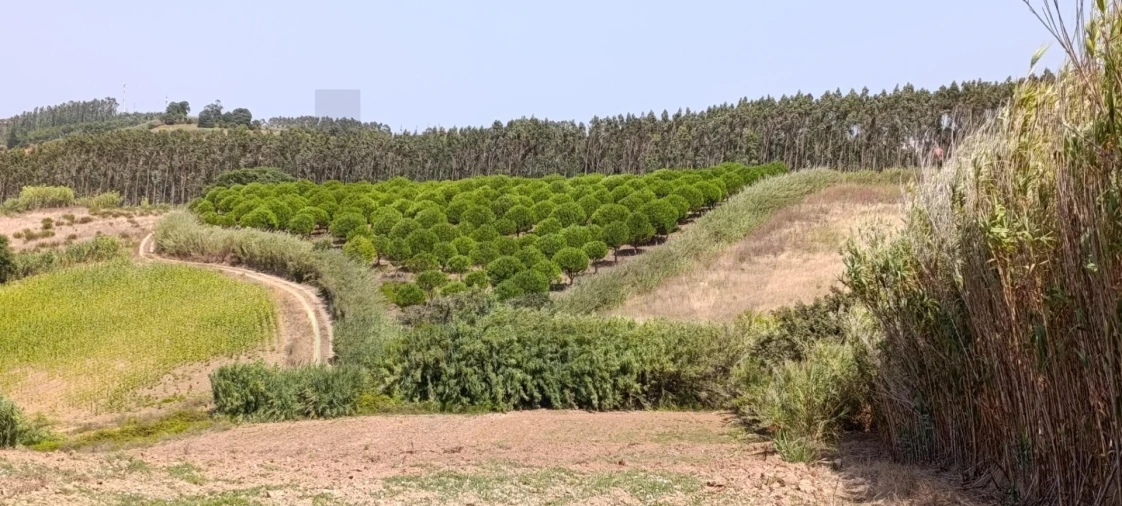 Terreno para Venda em Santa Barbara Foto 6