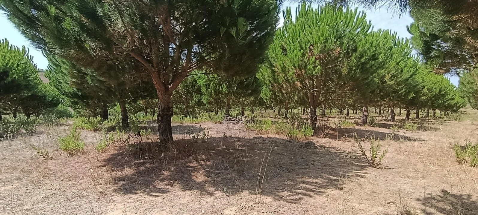 Terreno para Venda em Santa Barbara Foto 5