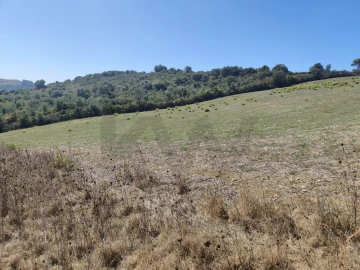 Terreno para Venda em Igreja Nova e Cheleiros