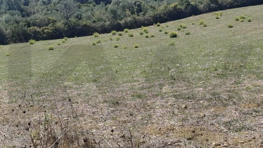 Terreno para Venda em Igreja Nova e Cheleiros