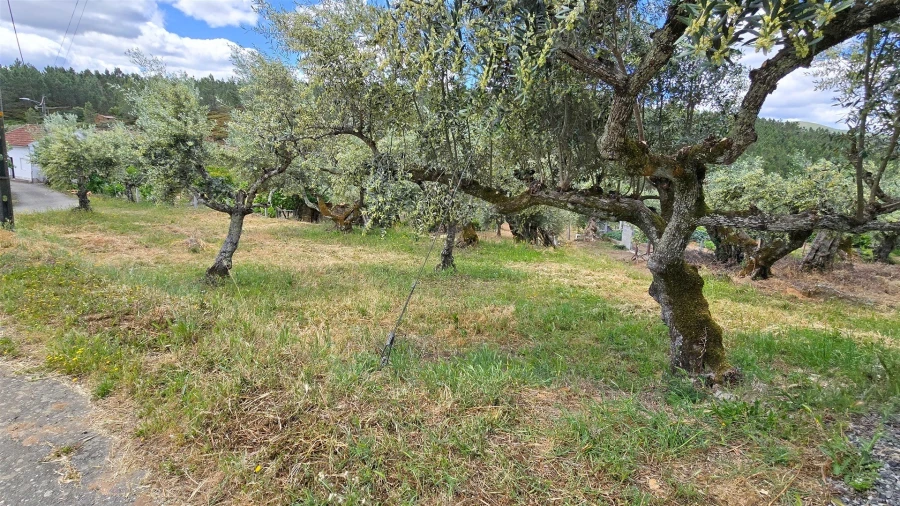 Quinta T3 para Venda em Sarzedas Foto 52
