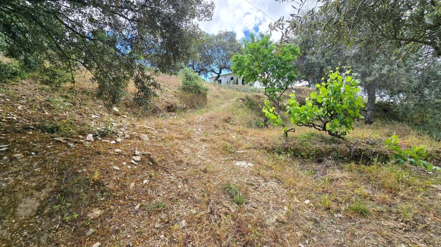 Quinta T3 para Venda em Sarzedas Foto 56