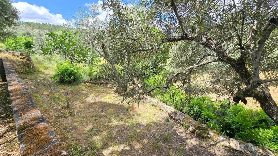 Quinta T3 para Venda em Sarzedas Foto 60