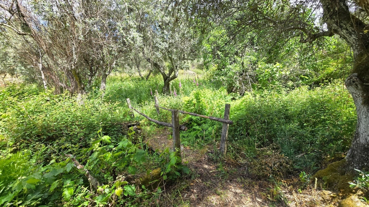 Quinta T3 para Venda em Sarzedas Foto 62