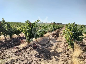 Terreno para Venda em Reguengos de Monsaraz