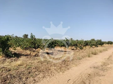 Terreno para Venda em Reguengos de Monsaraz