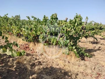 Terreno para Venda em Reguengos de Monsaraz