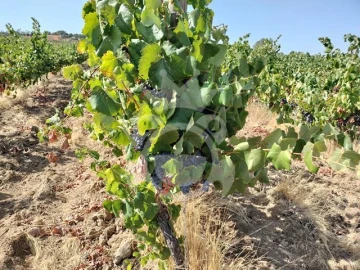 Terreno para Venda em Reguengos de Monsaraz