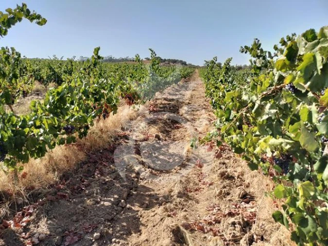 Terreno para Venda em Reguengos de Monsaraz Foto 6
