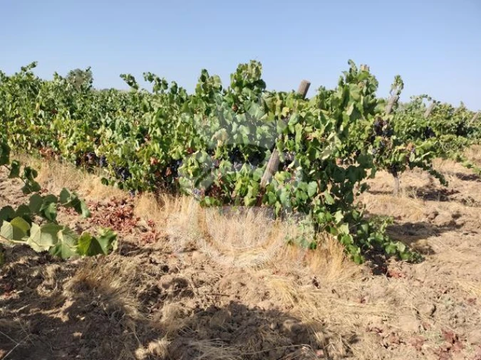 Terreno para Venda em Reguengos de Monsaraz Foto 5