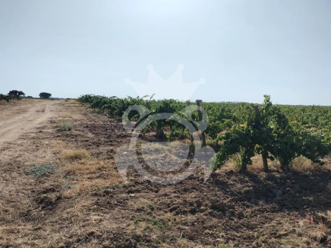 Terreno para Venda em Reguengos de Monsaraz Foto 2