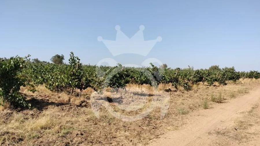 Terreno para Venda em Reguengos de Monsaraz
