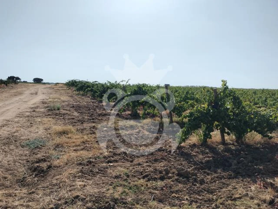 Terreno para Venda em Reguengos de Monsaraz Foto 2