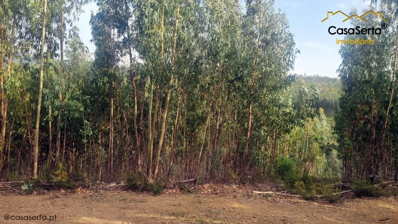 Quinta T1 para Venda em Ermida e Figueiredo Foto 5
