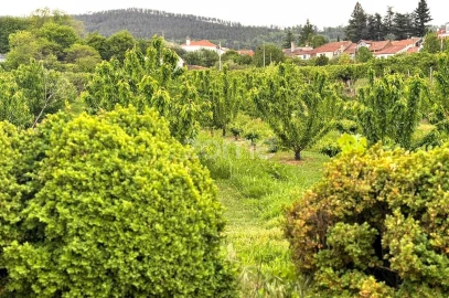 Quinta T10 para Venda em Alcaide