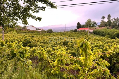Quinta T10 para Venda em Alcaide