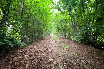 Quinta T10 para Venda em Alcaide