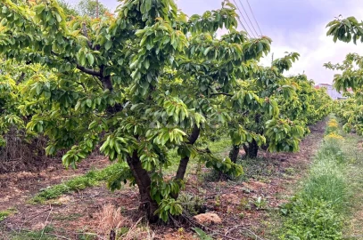 Quinta T10 para Venda em Alcaide