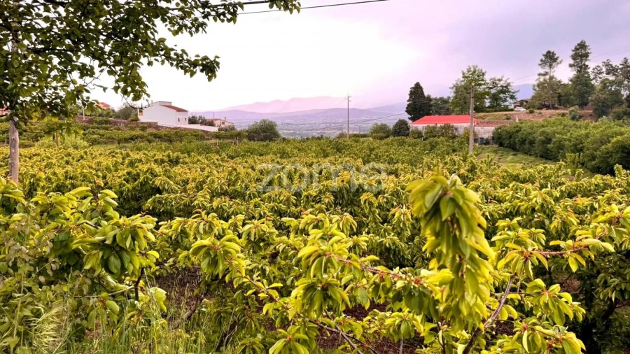 Quinta T10 para Venda em Alcaide