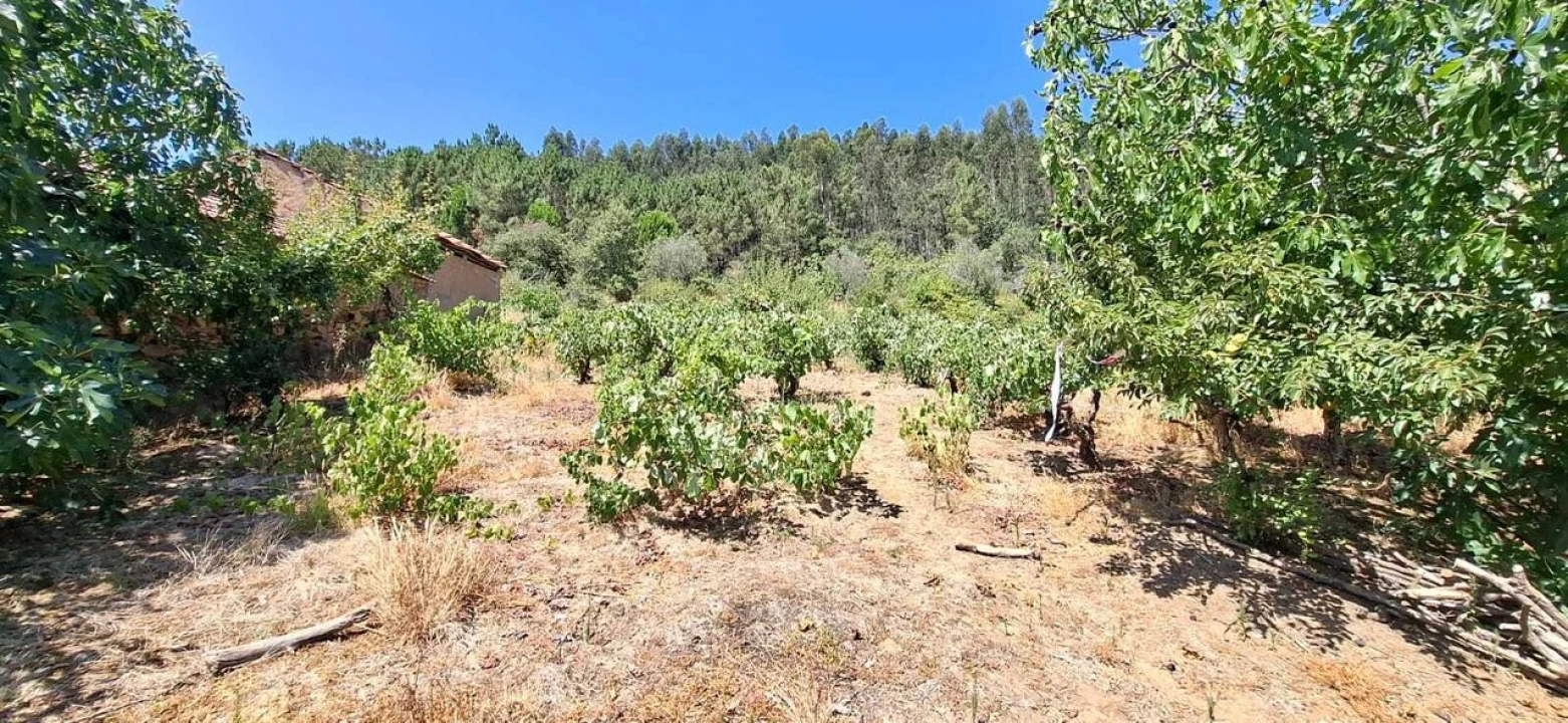 Terreno para Venda em Areias e Pias Foto 4
