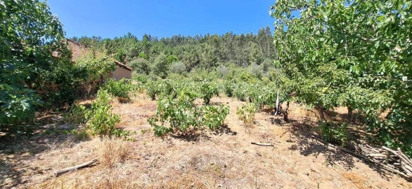 Terreno para Venda em Areias e Pias