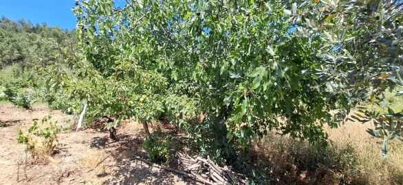 Terreno para Venda em Areias e Pias