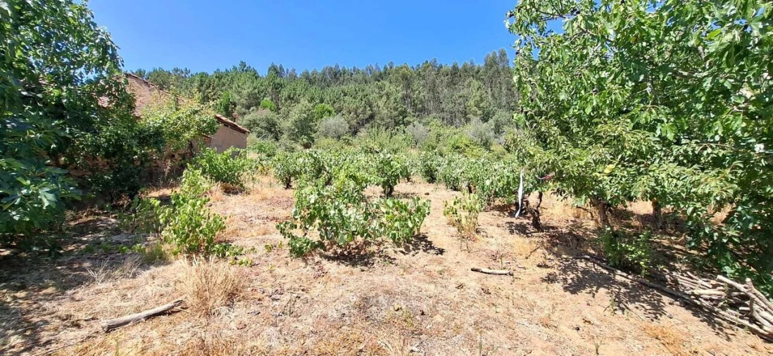 Terreno para Venda em Areias e Pias Foto 4