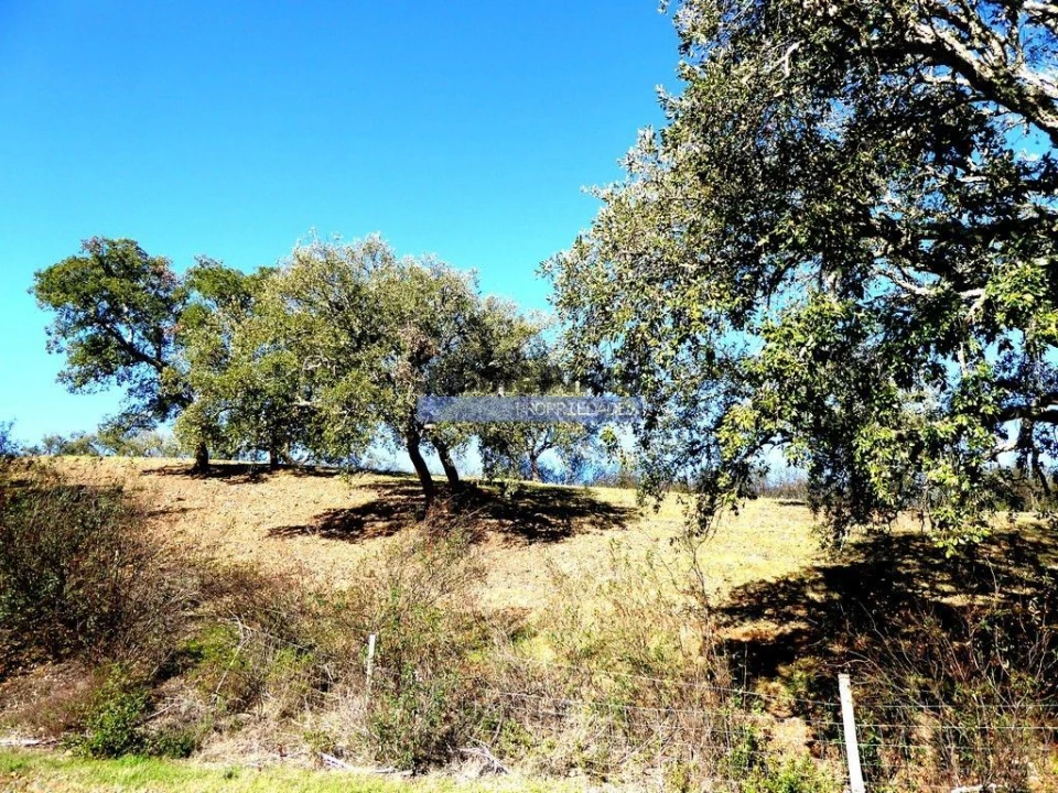 Terreno Agricola ou Rústico para Venda em Almodôvar e Graça dos Padrões Foto 7