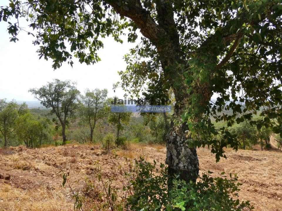 Terreno Agricola ou Rústico para Venda em Almodôvar e Graça dos Padrões Foto 8