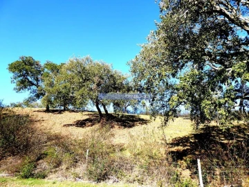 Terreno Agricola ou Rústico para Venda em Almodôvar e Graça dos Padrões
