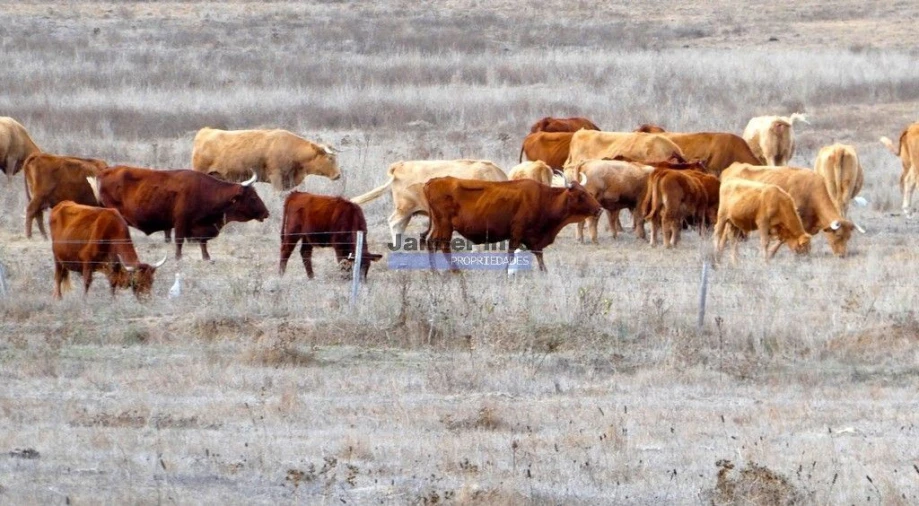 Terreno Agricola ou Rústico para Venda em Almodôvar e Graça dos Padrões Foto 2