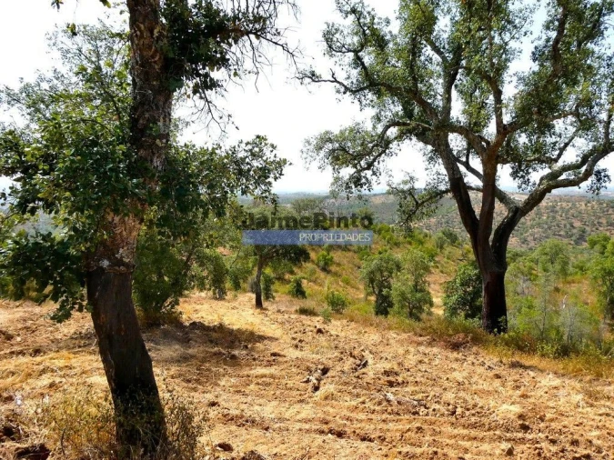 Terreno Agricola ou Rústico para Venda em Almodôvar e Graça dos Padrões Foto 3
