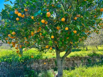 Quinta T2 para Venda em Lagos (São Sebastião e Santa Maria)