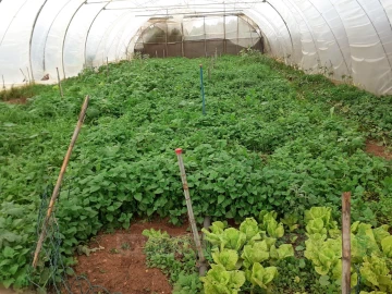 Quinta T4 para Venda em Mexilhoeira Grande