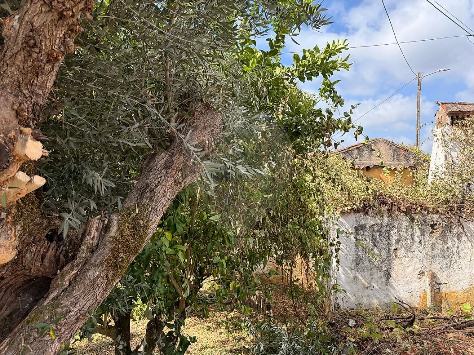 Armazém para Venda em Belver Foto 5