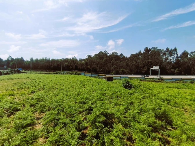 Terreno para Venda em Grijó e Sermonde Foto 16
