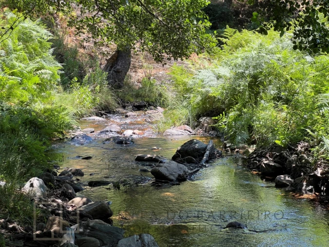 Quinta T5 para Venda em Alegrete Foto 4