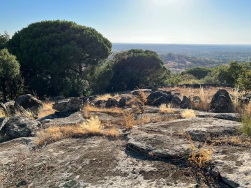 Terreno para Venda em Ribeira de Nisa e Carreiras