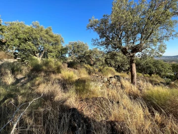 Terreno para Venda em Ribeira de Nisa e Carreiras