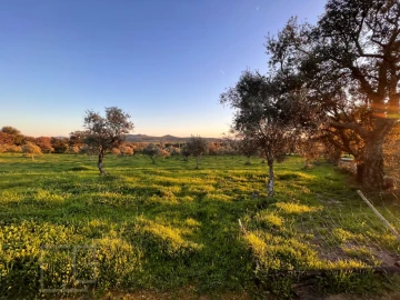 Terreno Agricola ou Rústico para Venda em Alegrete