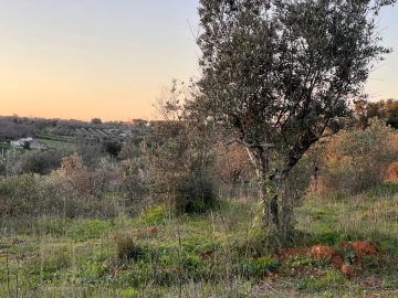 Terreno Agricola ou Rústico para Venda em Alegrete