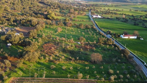 Terreno Agricola ou Rústico para Venda em Alegrete
