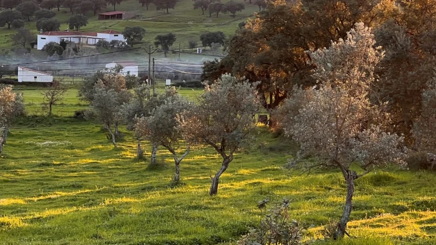 Terreno Agricola ou Rústico para Venda em Alegrete
