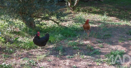Quinta para Venda em Figueiró dos Vinhos e Bairradas