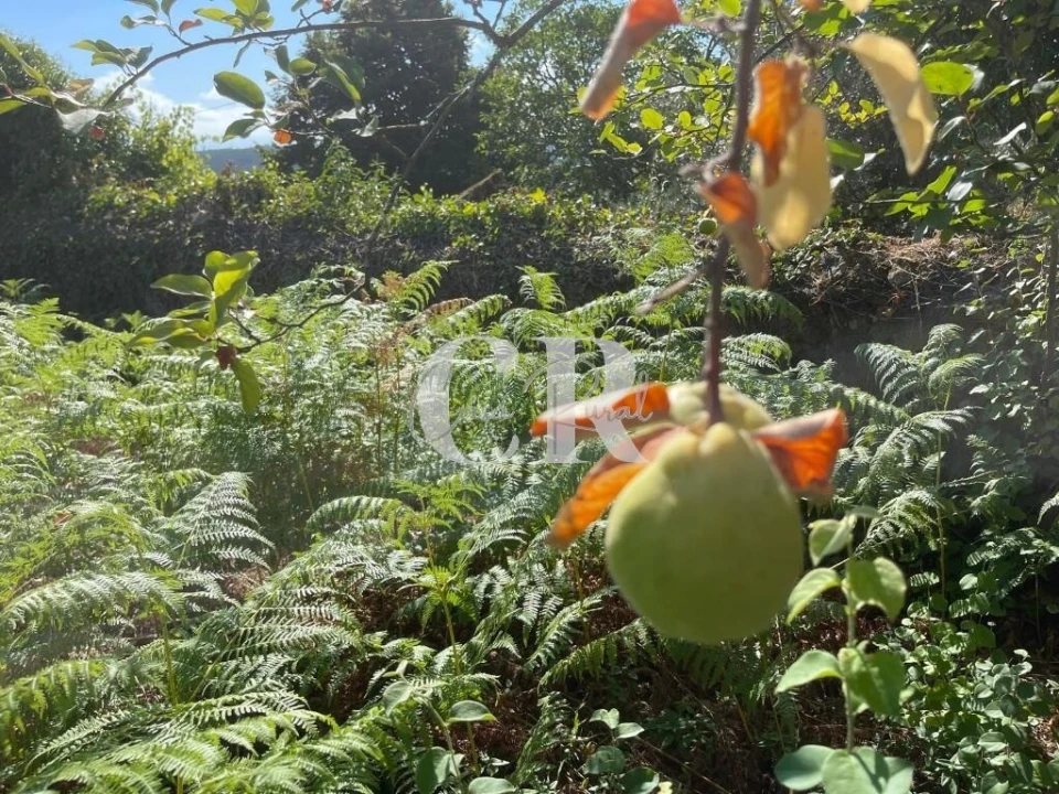 Moradia T2 para Venda em Lavegadas Foto 25