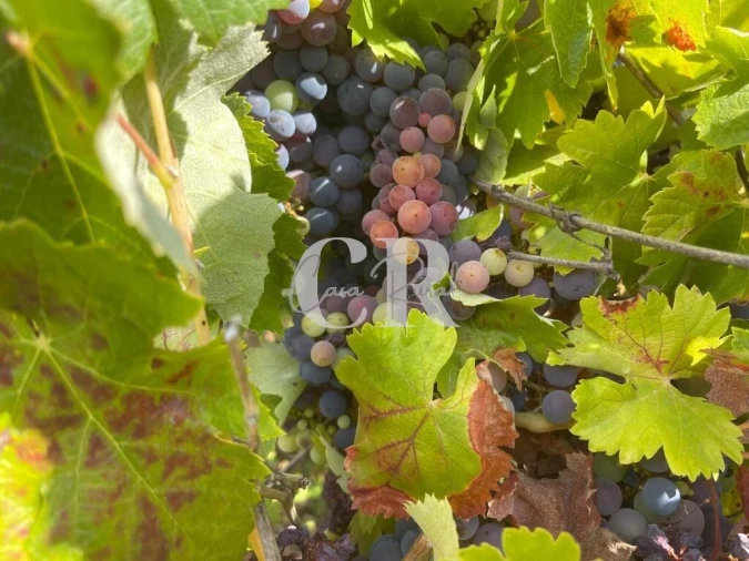 Moradia T2 para Venda em Lavegadas Foto 22