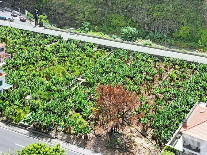 Terreno para Venda em Ribeira Brava Foto 9