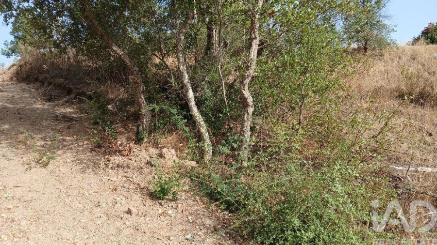 Terreno para Venda em Sarzedas Foto 6