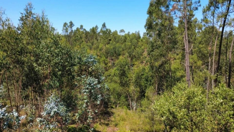 Terreno para Venda em Cernache do Bonjardim, Nesperal e Palhais