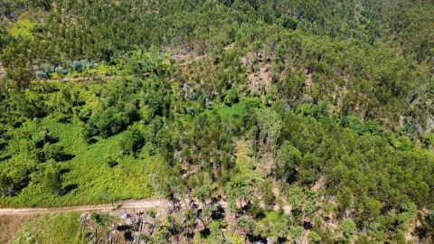 Terreno para Venda em Cernache do Bonjardim, Nesperal e Palhais